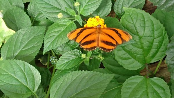 Ein tropisches Schmetterlingsparadies