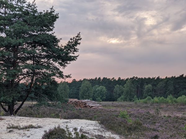 Natur pur in der Lüneburger Heide