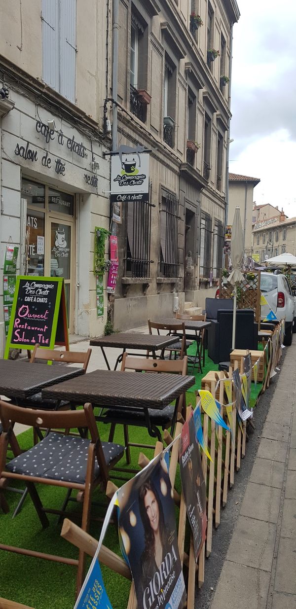 Entspannen im Katzencafé