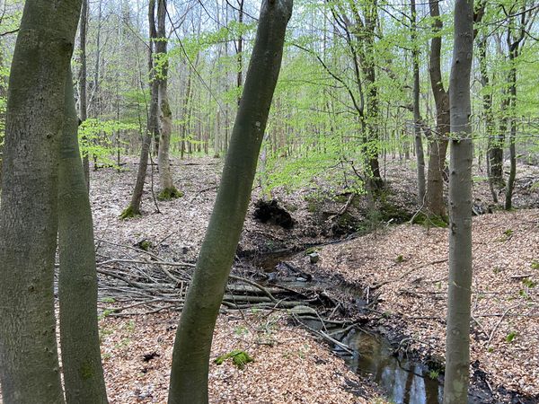 Entspannung pur im historischen Wald