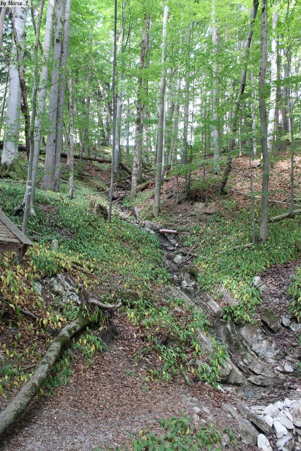 Abenteuer im Wald für Groß und Klein