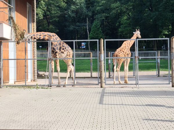 Tierische Abenteuer im Grünen