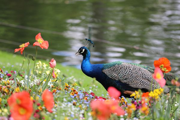 Botanische Vielfalt auf einer Insel