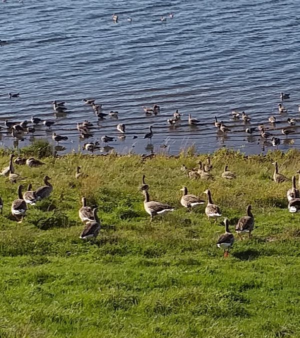 Wassersport und Entspannung am See