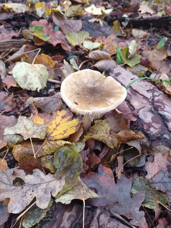 Ein Stück Natur in der Stadt