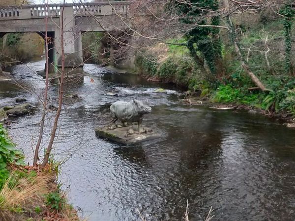 Ein Nashorn mitten im Fluss?