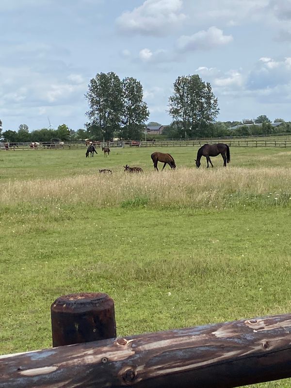 Reitabenteuer am Meer