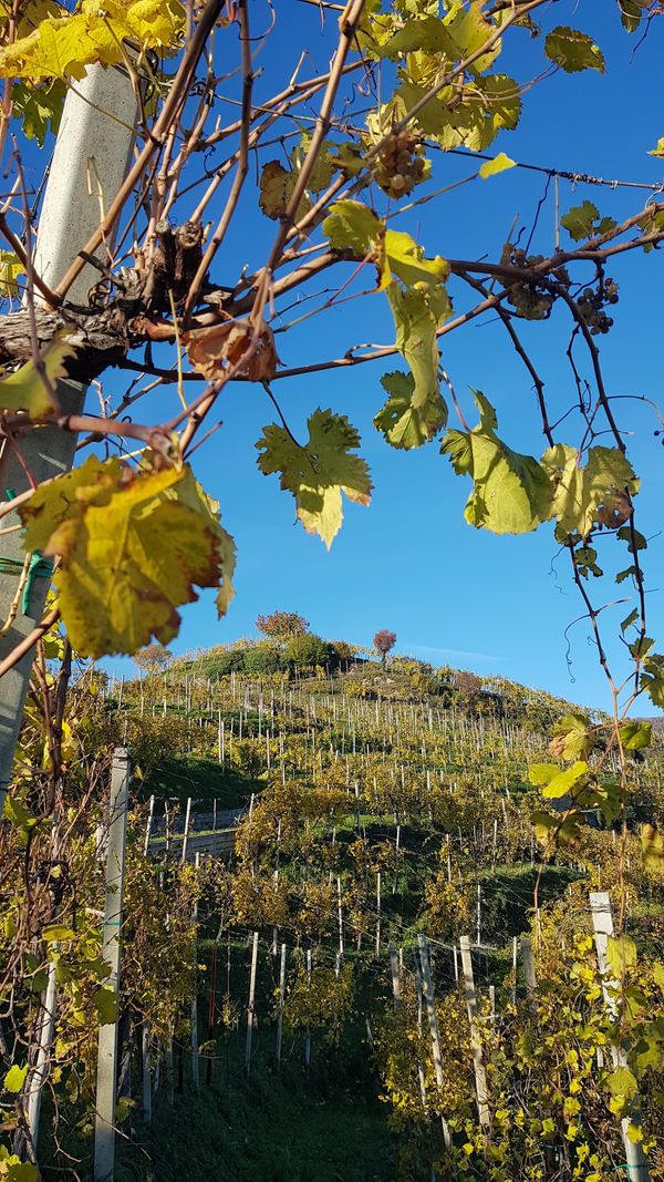 Weinprobe in den Prosecco Hügeln