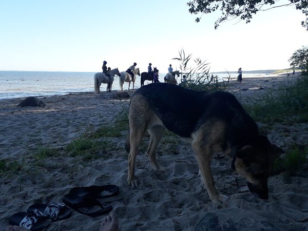 Spaß für Vierbeiner am Wasser