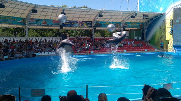 Faszinierende Delfinshows erleben