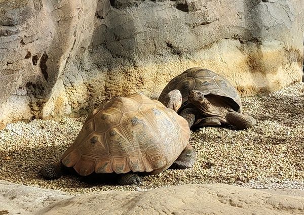 Tierisches Vergnügen für die Familie