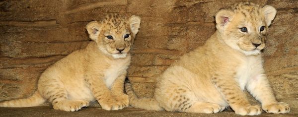 Tierische Abenteuer für die ganze Familie