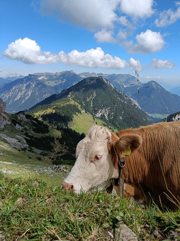 Aussichtsreicher Gipfel zwischen Inntal und Achensee