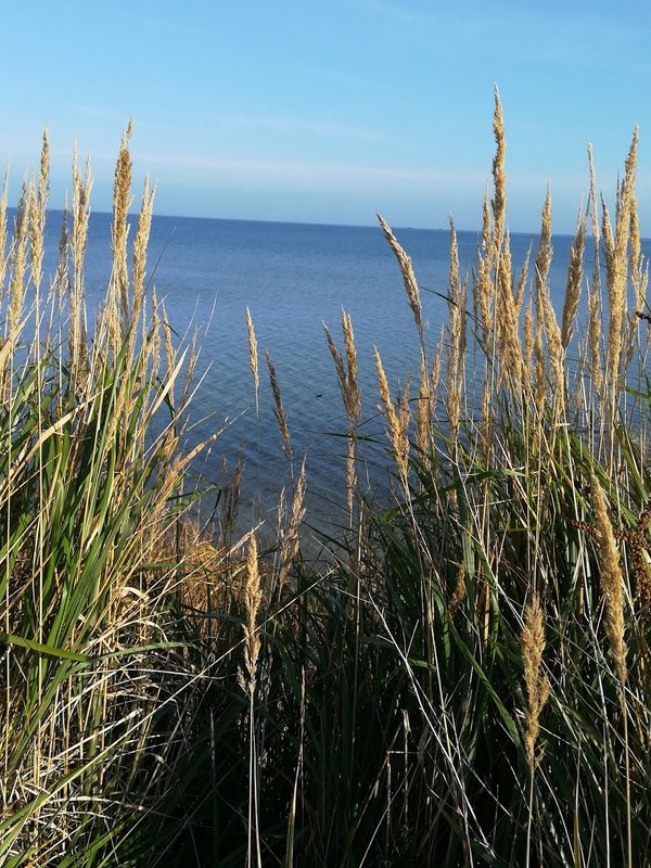 Vogelbeobachtung am Kooser See
