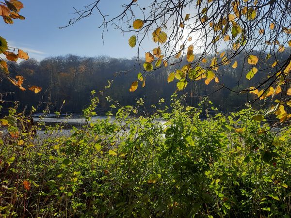 Heilkraft der Natur: Waldwanderung