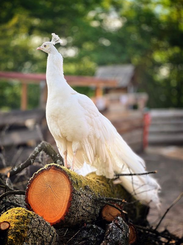 Tierische Freunde für Kinder