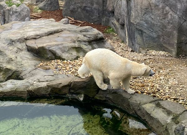 Eine Zeitreise in die Welt der Tiere