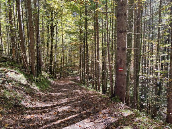 Erlebe die spektakuläre Walchenklamm