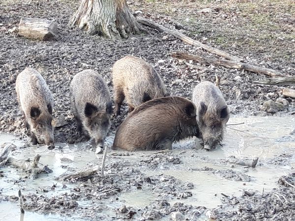 Wilde Tiere hautnah erleben