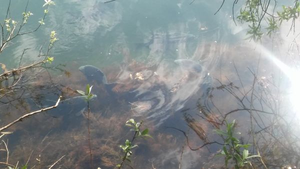 Ruhe und Natur am malerischen Kiesteich genießen