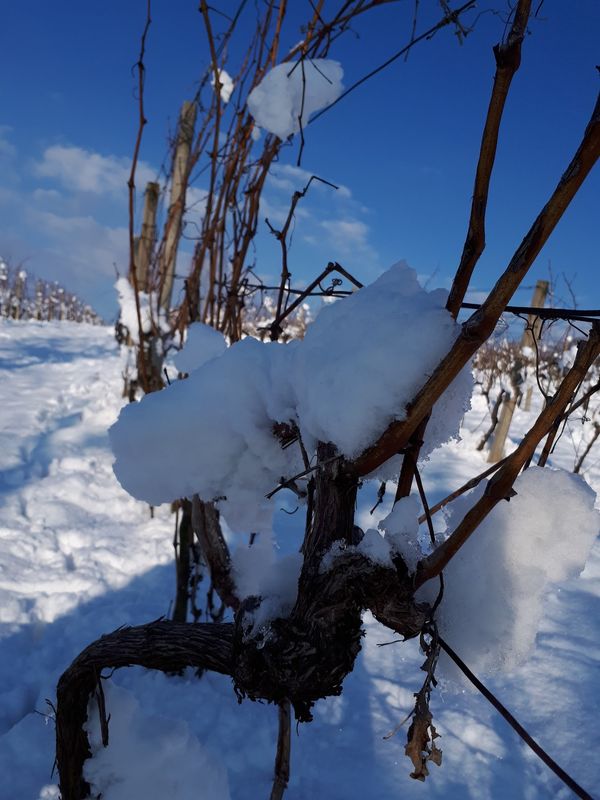 Wandern zwischen Weinbergen