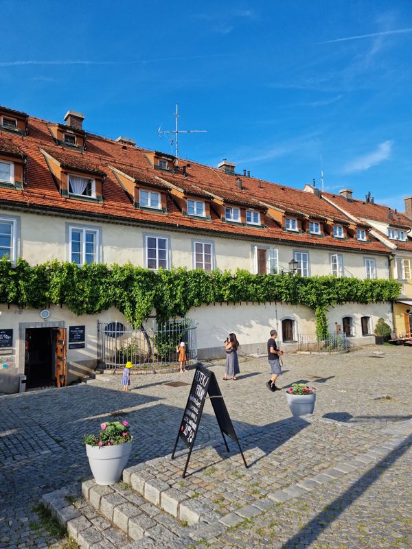 Verkostung bei der ältesten Weinrebe der Welt