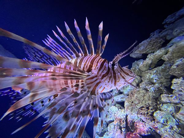 Unterwasserwelt in Dänemarks größtem Aquarium