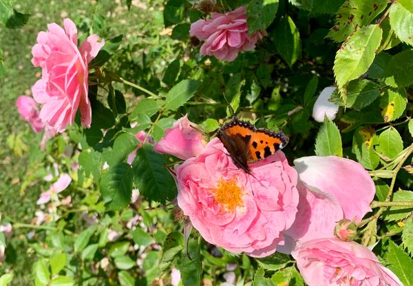 Versteckte Oase in der Innenstadt