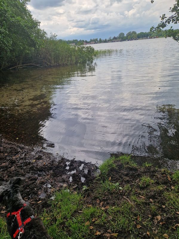 Spaß für Vierbeiner am Inselsee