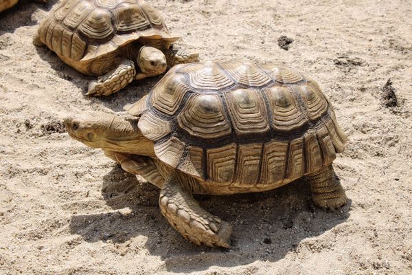 Ein tierisches Abenteuer für die ganze Familie