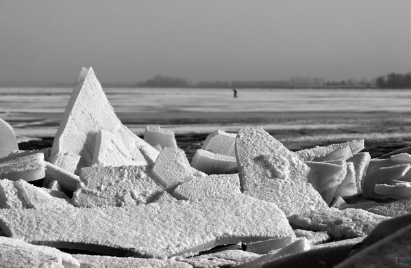 Kraniche an der Küste