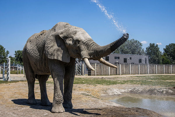 Familienabenteuer im Xantus János Zoo