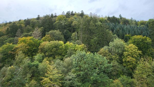 Waldpädagogik und Baumvielfalt