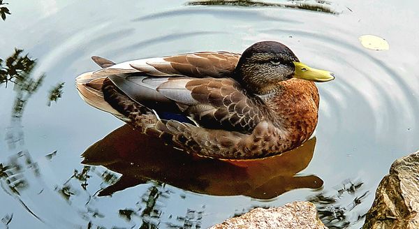 Verträumter Teich mitten im Wald