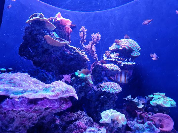 Eintauchen in die faszinierende Unterwasserwelt