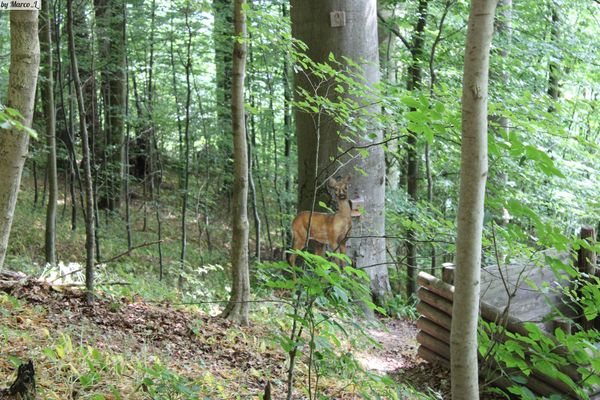 Abenteuer im Wald für Groß und Klein