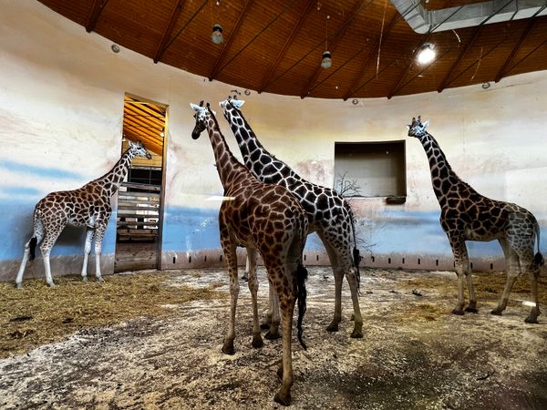 Tierische Abenteuer und seltene Spezies im Prager Zoo