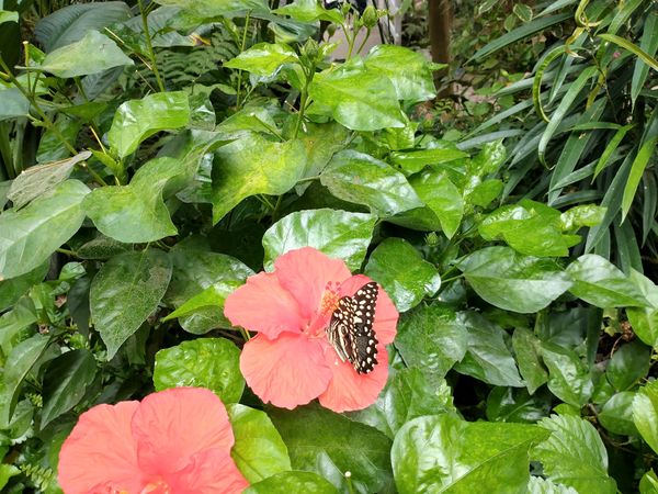 Ein tropisches Schmetterlingsparadies