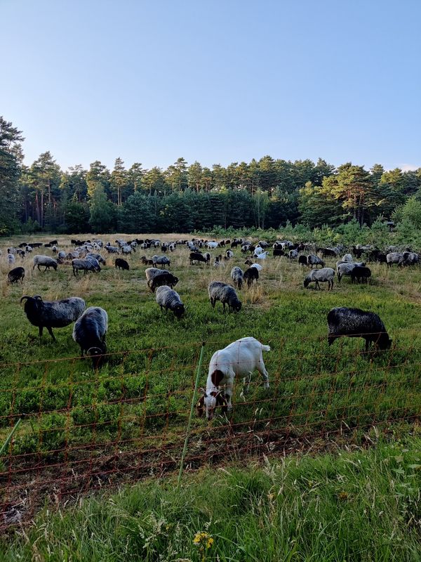 Natur pur in der Lüneburger Heide