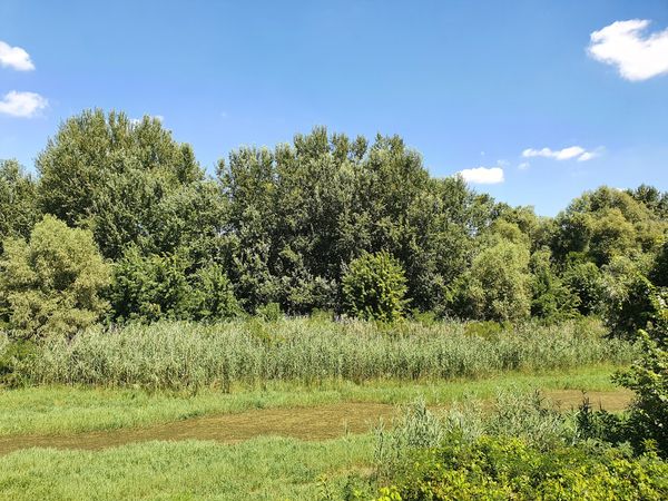 Unberührte Natur mitten in der Donau