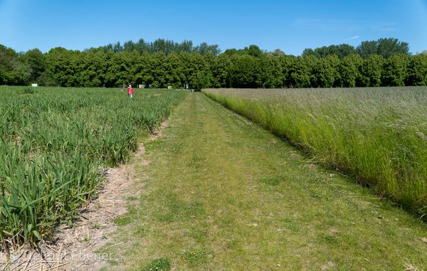 Verirre dich im grünen Dschungel des Labyrinths