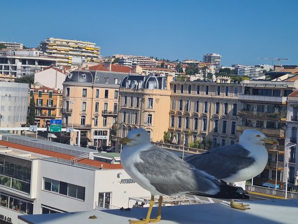 Glamour & Film in Cannes erleben