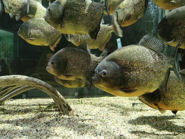 Tauche ein in die Unterwasserwelt der Ostsee!