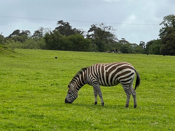 Tiere aus nächster Nähe in freier Wildbahn