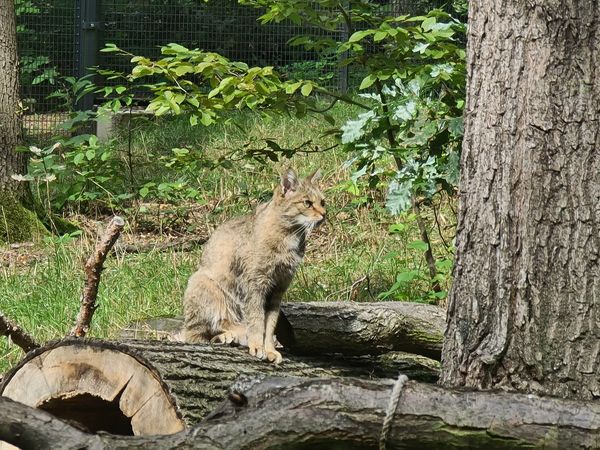 Wilde Tiere hautnah erleben