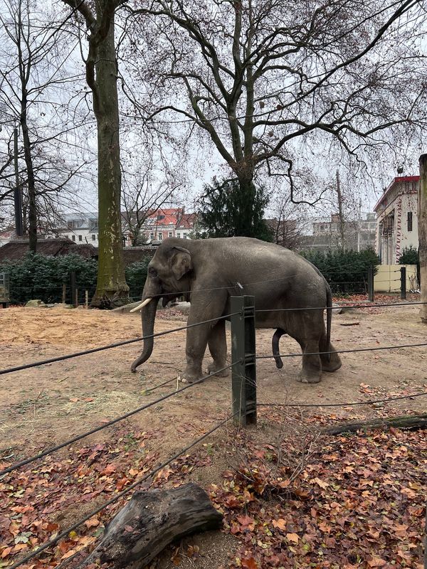 Historischer Tierpark mitten in der Stadt