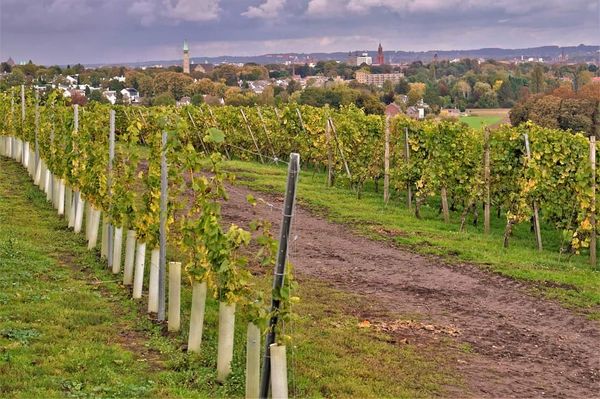 Weinverkostung mit Aussicht