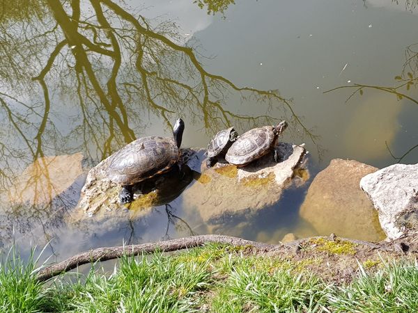 Verträumter Teich mitten im Wald