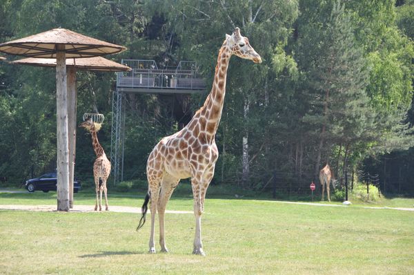 Safari-Abenteuer in Niedersachsen