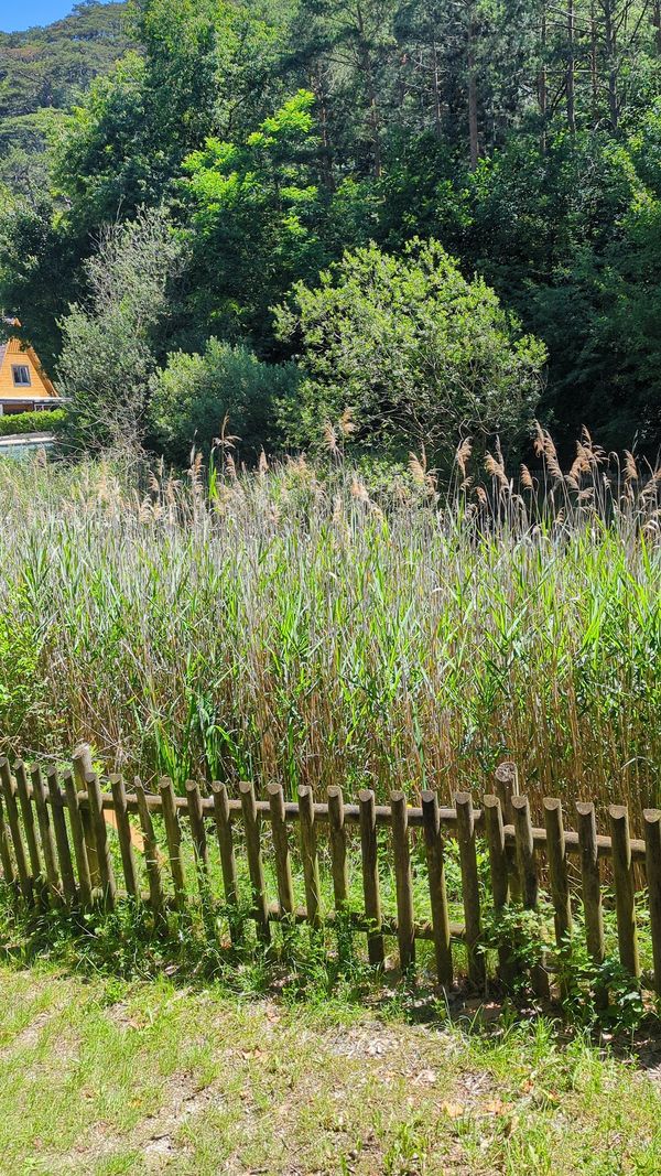 Verträumter Teich mitten im Wald